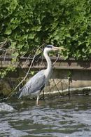 Fishing heron in Harefield